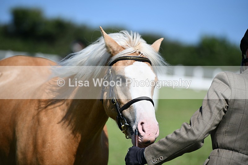 DSC_6449 - Class 53: NPS M&M 4 years and over Small Breeds
