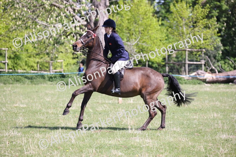 20250427-3222 - Class 33 - Best Pony 14.2hh and Under