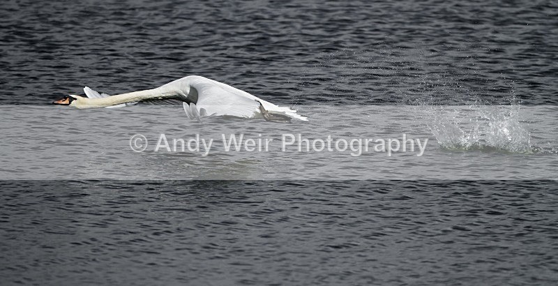 20110917-_MG_6840 - Swans