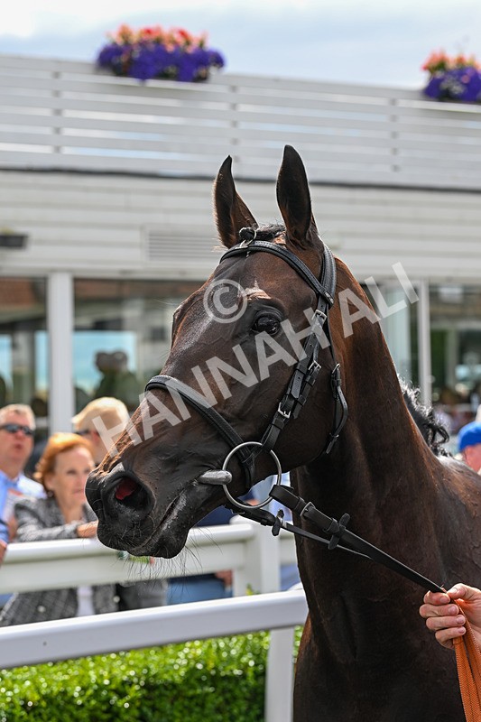 060824-Race 1-Hot Property-2451 - Race 1