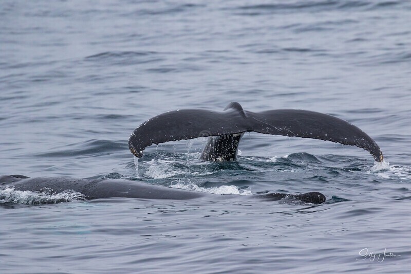 Two Whales 0A3A0961 - Humpback Whales