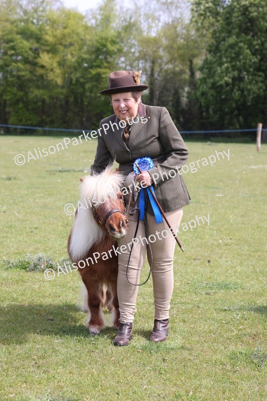 20260426-3217 - Class 26 - Shetland Ponies and Minitures