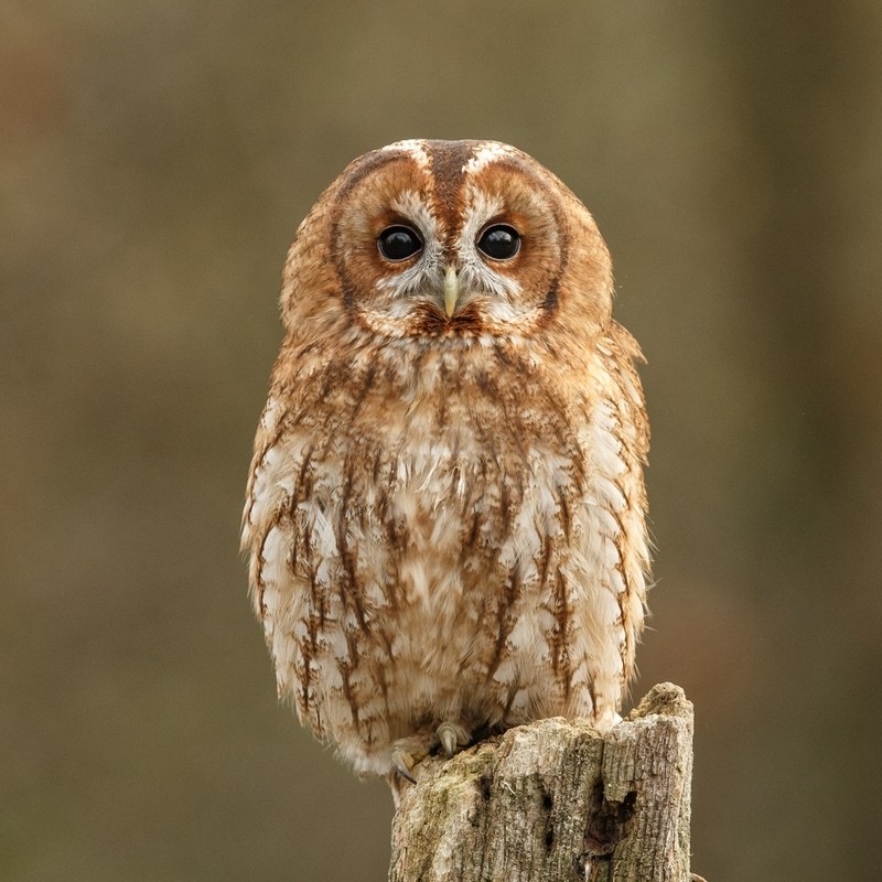 Tawny Owl SD2514 - Greeting Cards