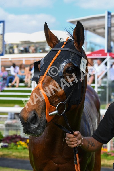 270523-Race 5-Starnberg-0826 - Race 5 3.50pm William Hill Extra Place Races Daily Handicap