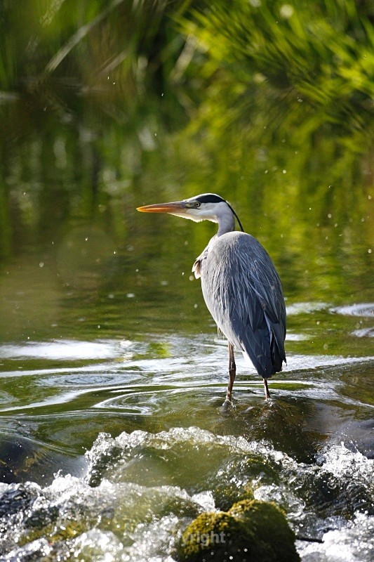 Grey Heron - Birds
