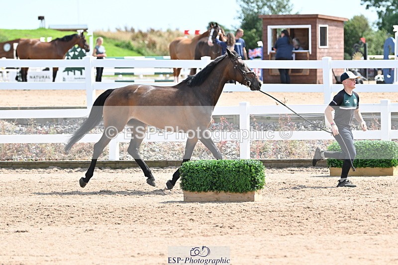 240717A-151123-02619 - Trot Up 3pm to 4pm