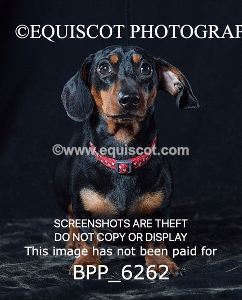 BPP_6262 - LESLEY GRANGER DOGS