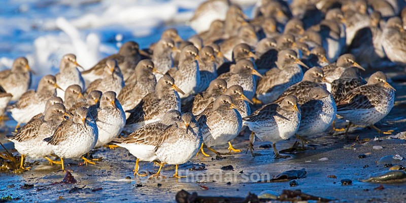  - Shorebirds