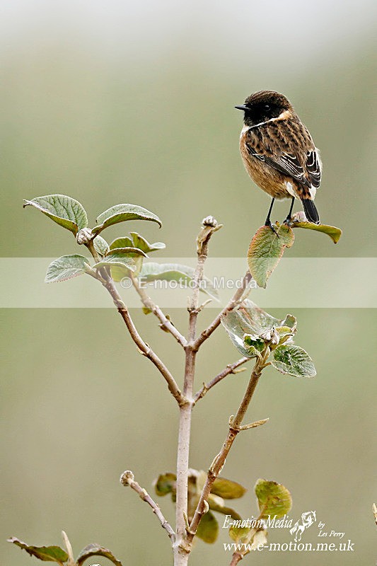 Stonechat 241113 1 - Nature
