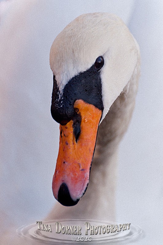 Swans face
