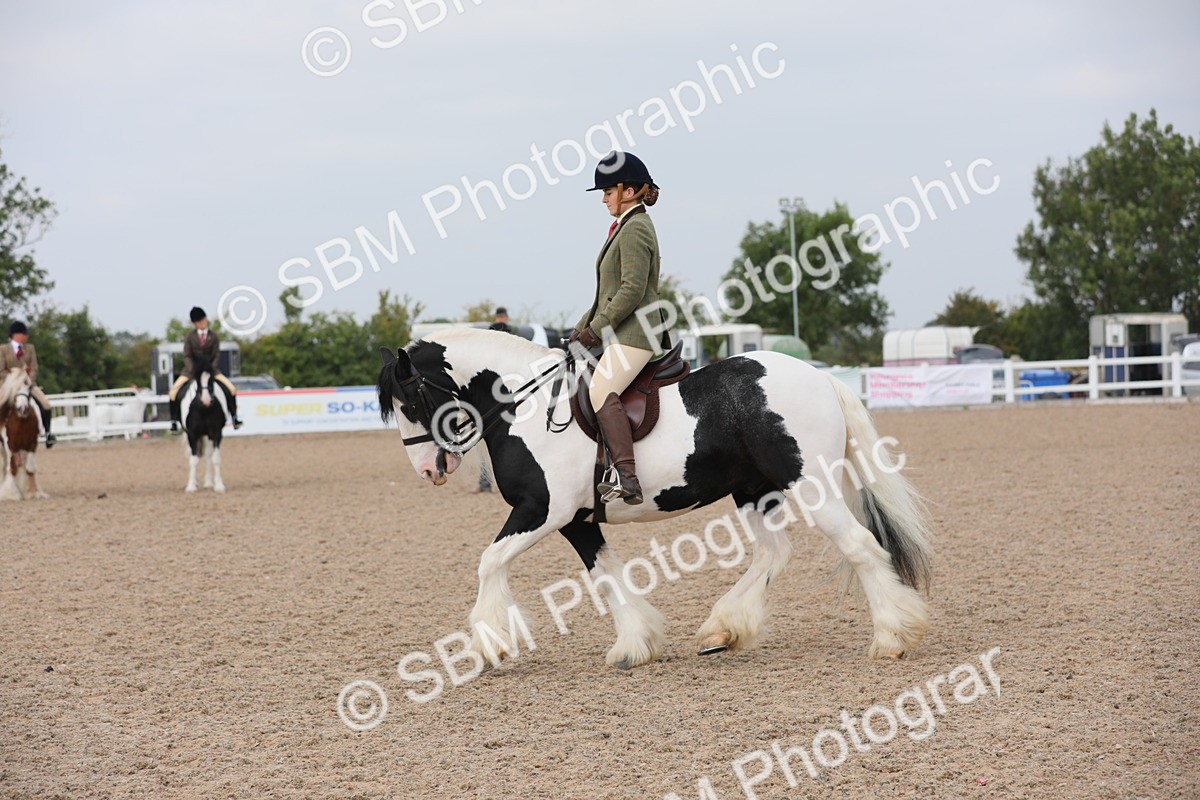 SBM_12798 - Class 307 Ridden Coloured Pony