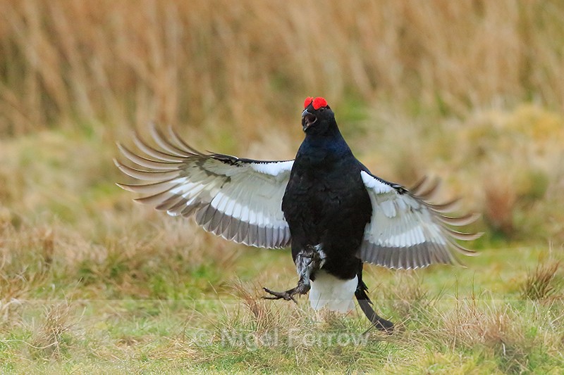Black Grouse with wings spread, Scotland - Black Grouse