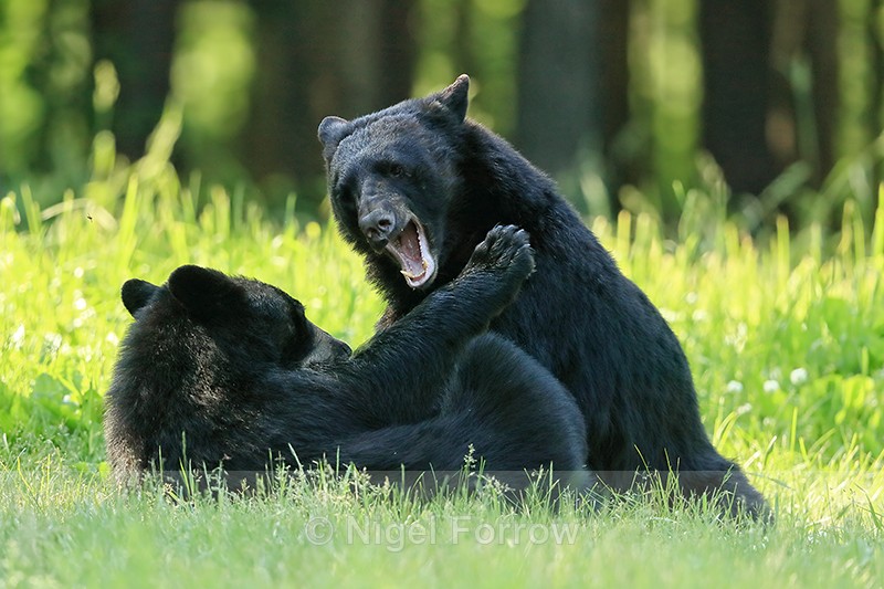 Black Bear fight, Minnesota, USA - American Black Bear