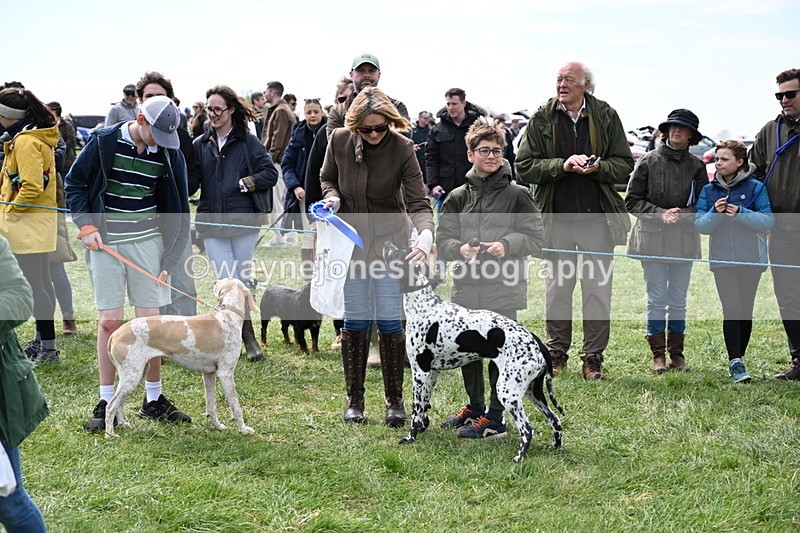 WJ6_9105 - Class 8 Best Working / Gun Dog or Bitch