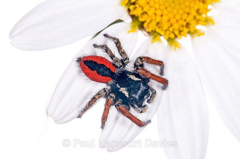 jumping spider (Philaeus chrysops) MYN - Small Creatures - WB