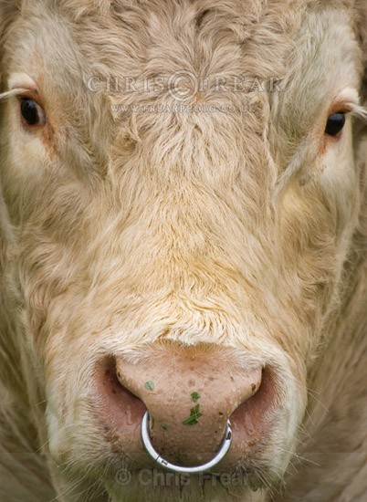 The Charolais Bull - Rural Life