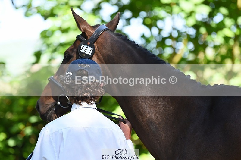 230524-153542-00381 - 361-FINCH_FANCY-Ben_Lee_Liles-WEDTrotUp+DR