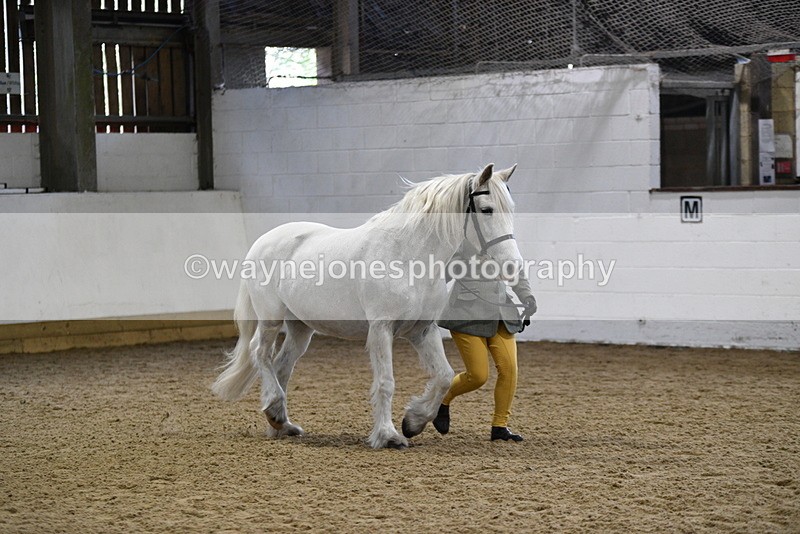 WJ5_4616 - Class 3 Part Bred In hand