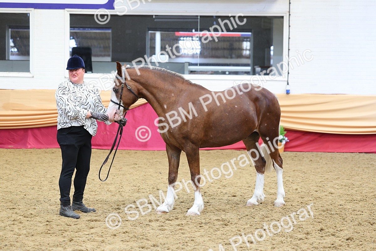 SBM_22910 - Class 903 - Supreme Final - IH Pre Vet