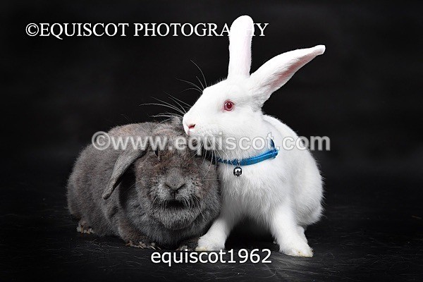 equiscot1962 - GIZMO & OSCAR