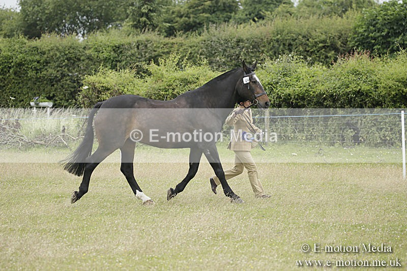 B230619-0847 - Bourne Valley Riding Club Summer Show 23/06/19