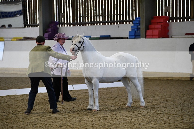 WJ5_3637 - Class 5 In Hand Veterans