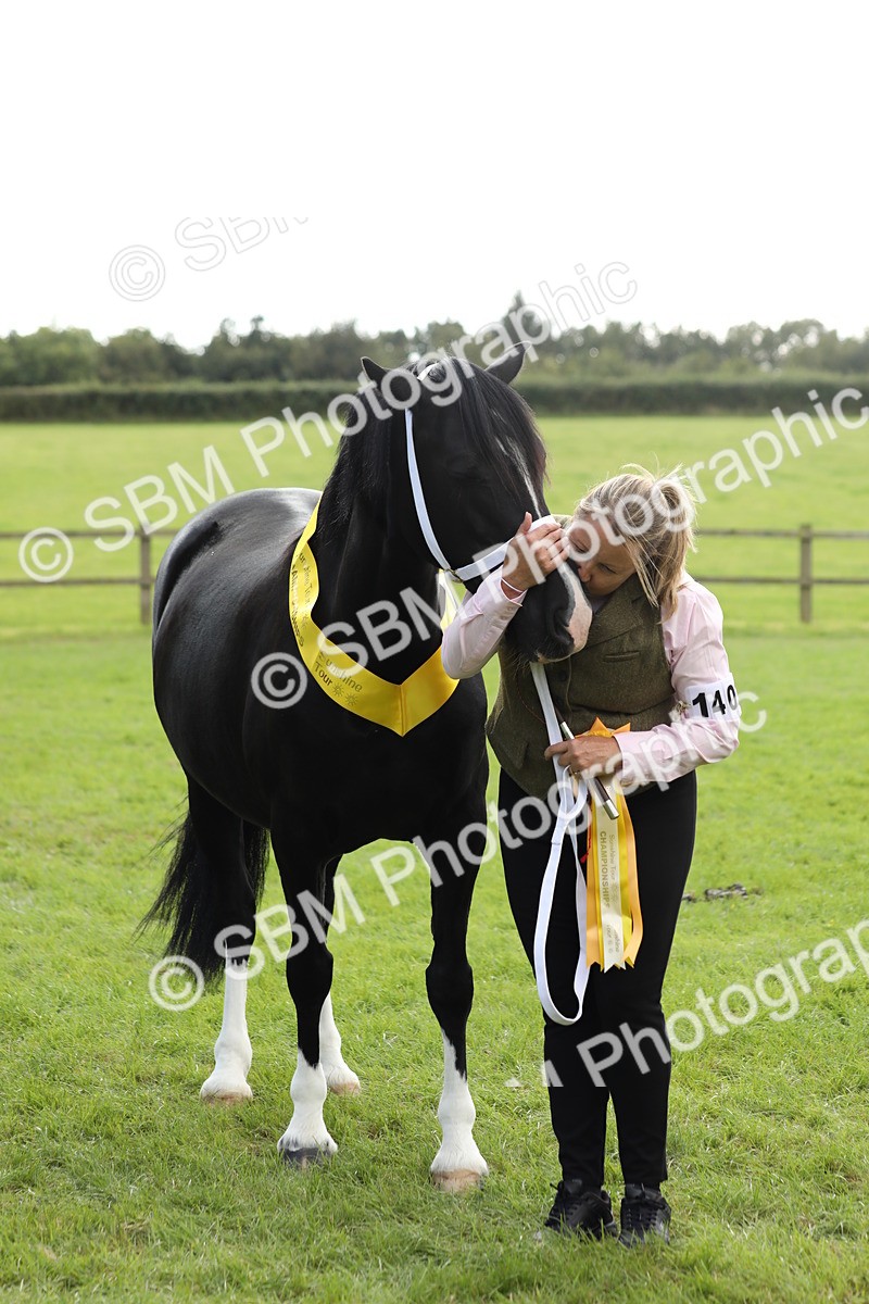 SBM_65521 - S47 - Mountain & Moorland In Hand Large Breeds