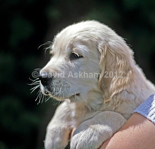 Young puppy - Pets