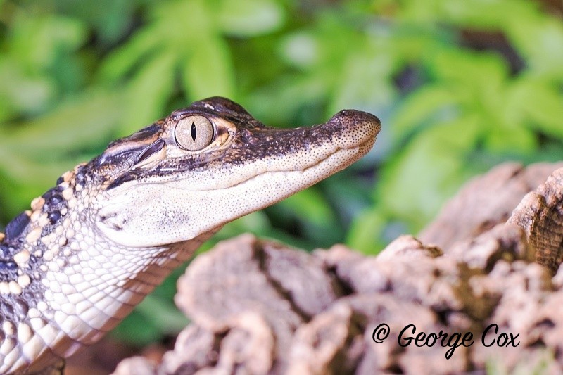 Baby Alligator