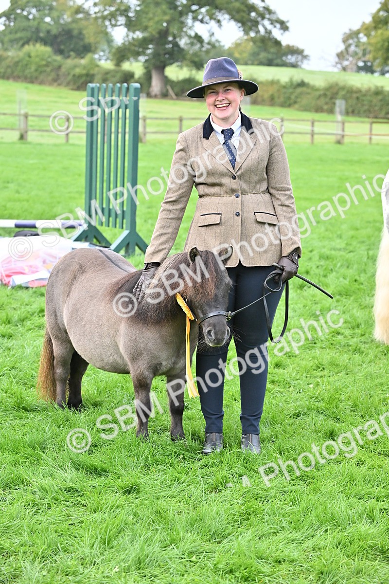 SBM_56982 - S45 - Coloured Pony In Hand