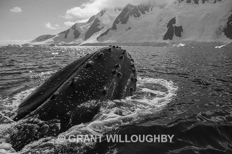 IMG_0107A - Antartica