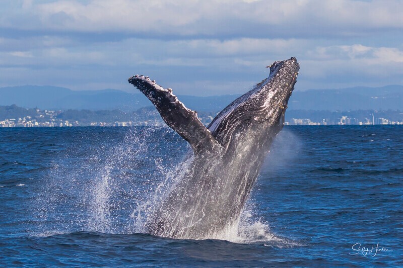 0A3A2441 - 2024 Whale Photos