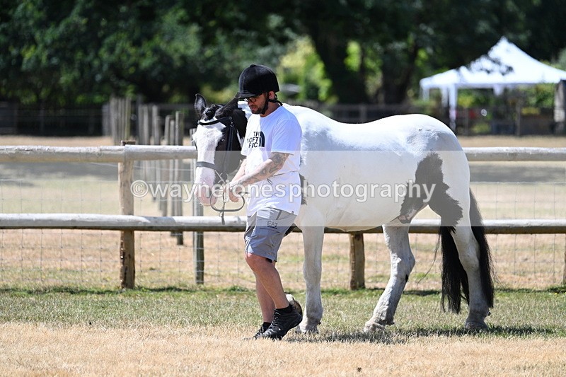 WJ7_2332 - Class 5a Most Handsome Gelding in hand (above 14.2hh)