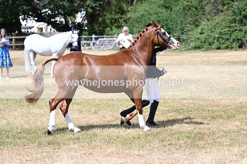 WJ7_1586 - Class 4 Prettiest Mare up to 14.2hh in hand
