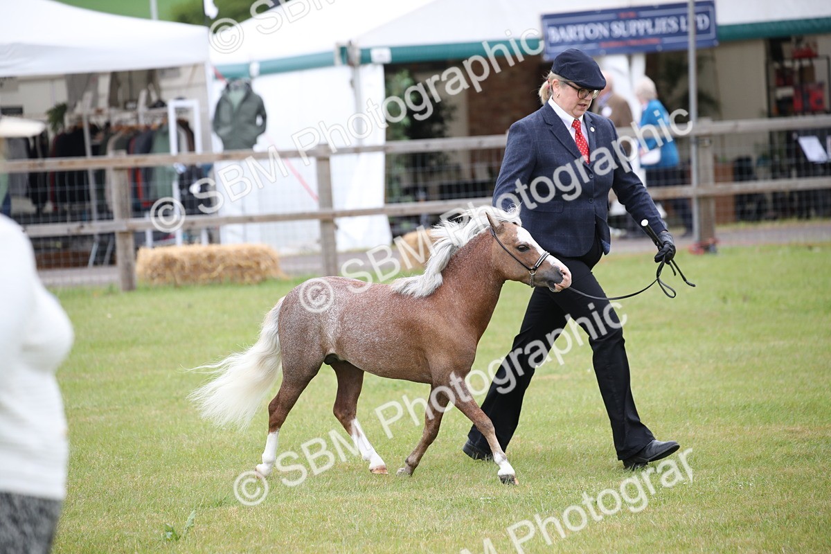 SBM_03811 - Class 23-25 - British Miniature Horse of the Year