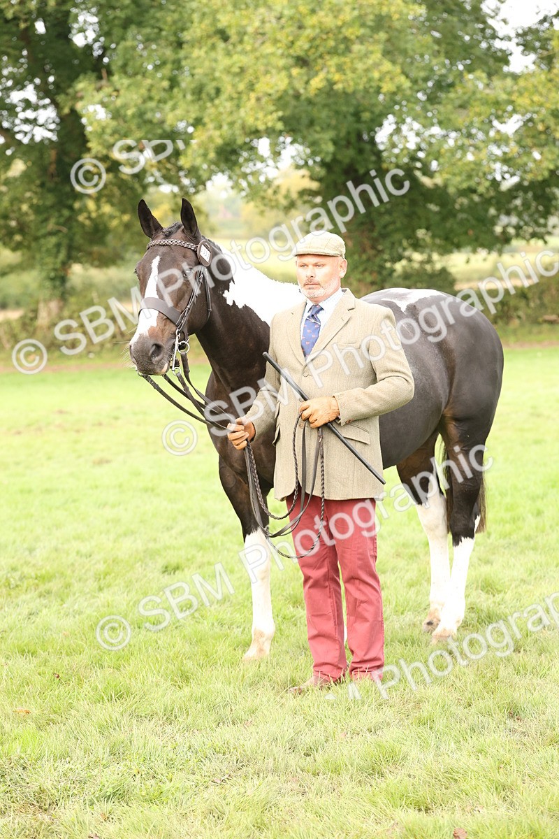 SBM_56818 - S54 - Piebald & Skewbald Horse In Hand