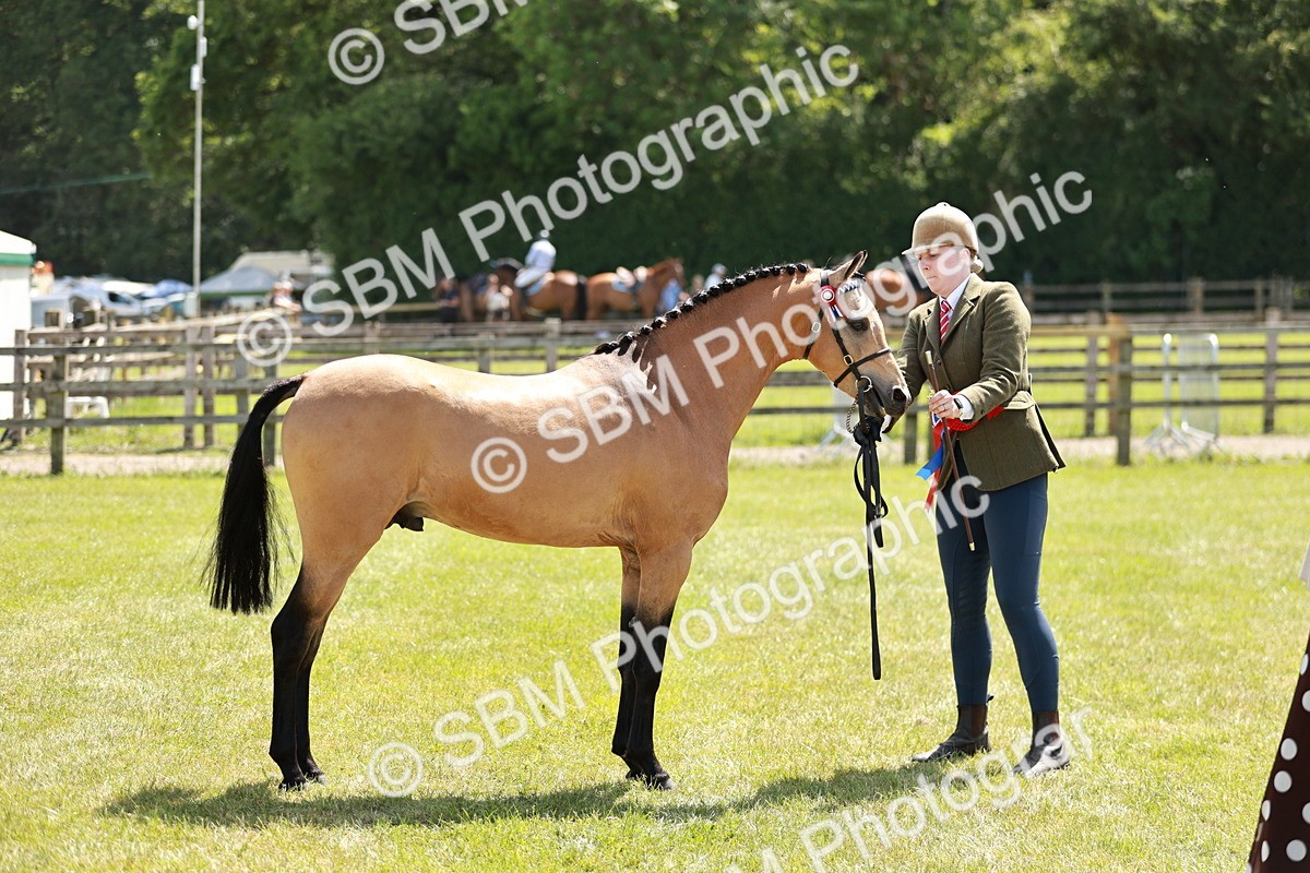 SBM_05582 - Class 41-45 - Riding Pony-Hunter Pony Breeding