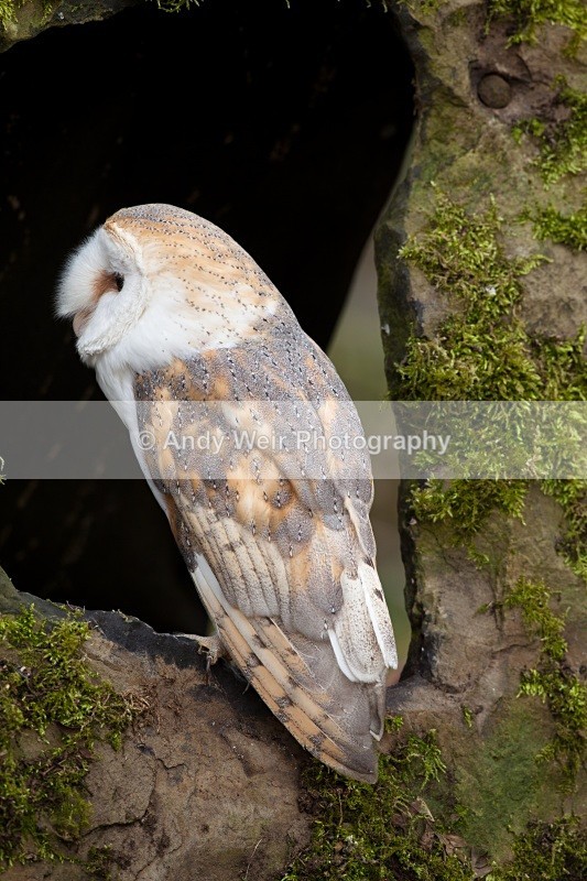 20110312-IMG_1182 - Barn Owl