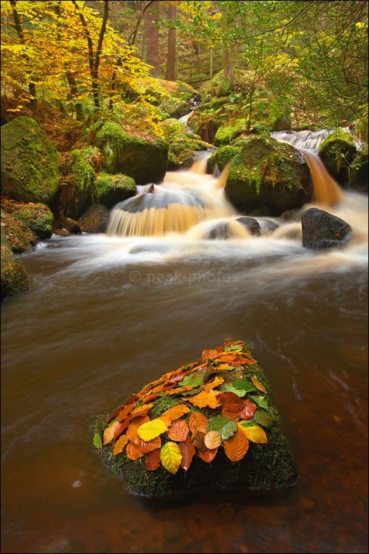 Wyming Brook Autumn - Photographs of Woodland & Rivers