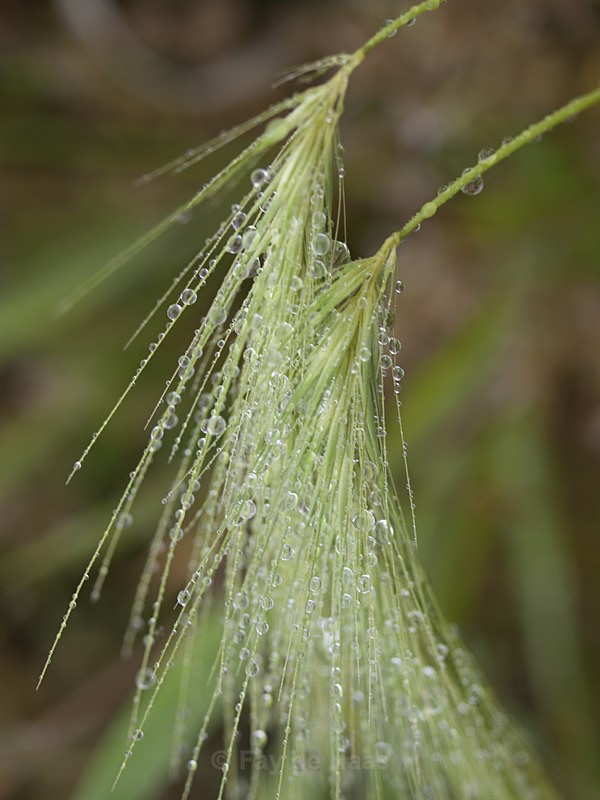 20140529_0130 - After the rain
