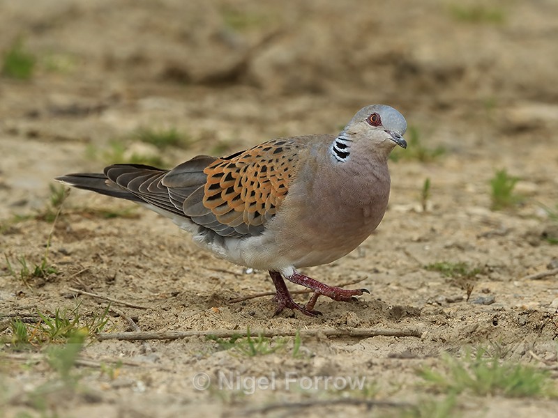 Turtle Dove looks skywards, Otmoor RSPB - Turtle Dove