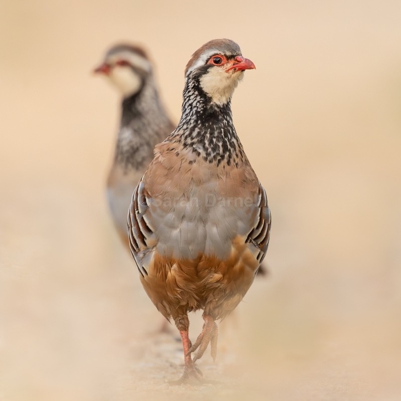 Twin Partridge SD2549 - Greeting Cards