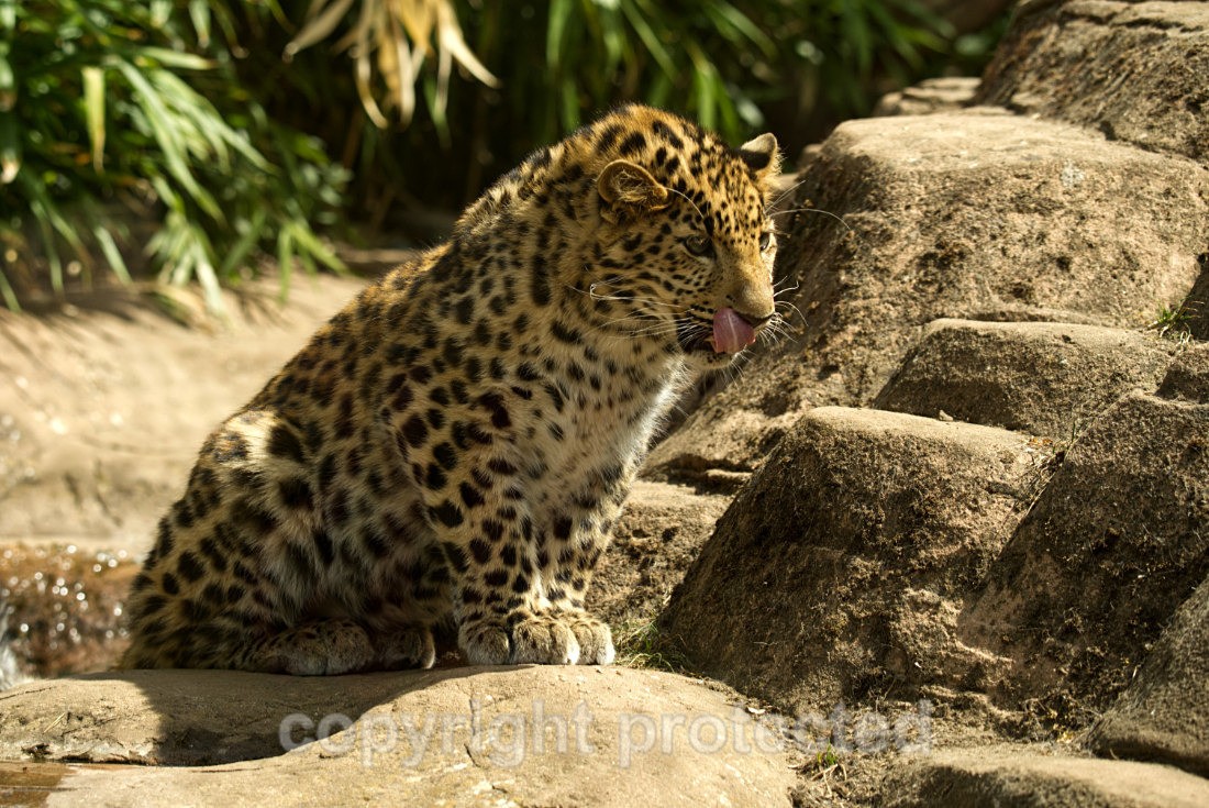 Akovi - Wildlife Vets International