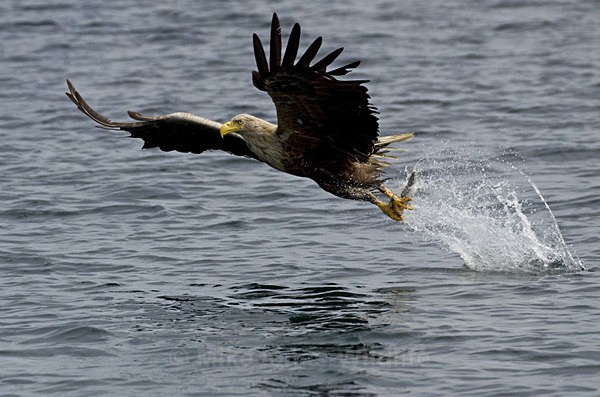 White tailed Eagle, Isle of Mull, Scotland - FAVOURITES WILDLIFE GALLERY. Selected images from the wildlife collections.