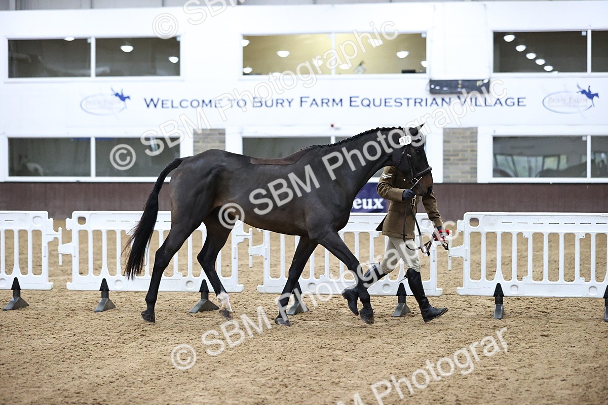 SBM_5233 - Class 39 - In Hand Gelding