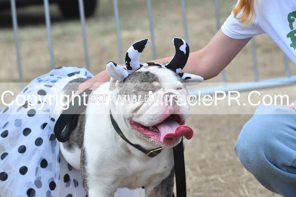 SH4_0292 - Dog show.
