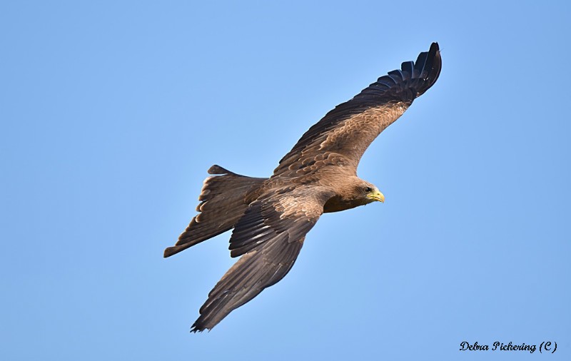 Black Kite - Birds Of Prey