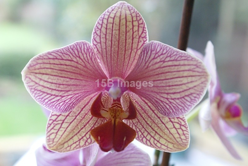 F1005 - Flowers