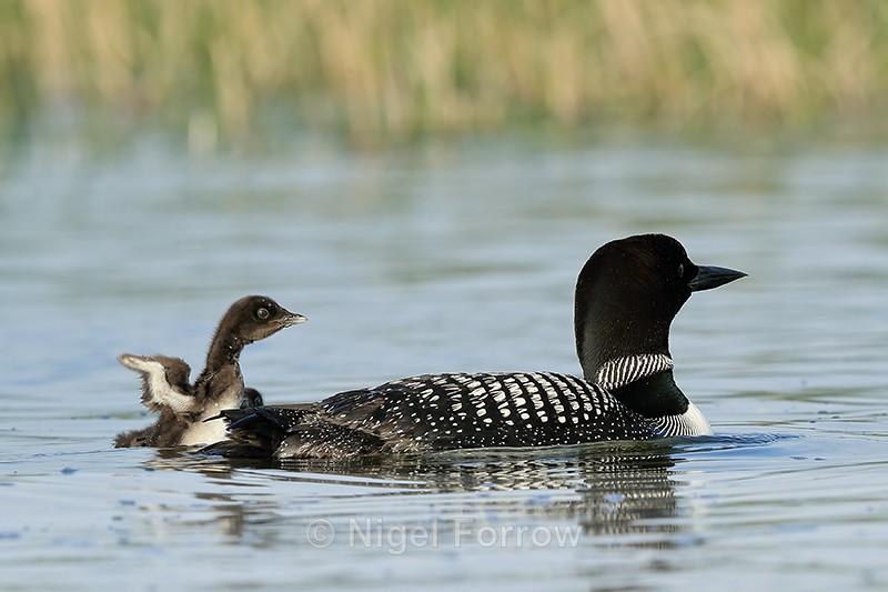 Common Loon chick, wings raised, Minnesota - Great Northern Diver