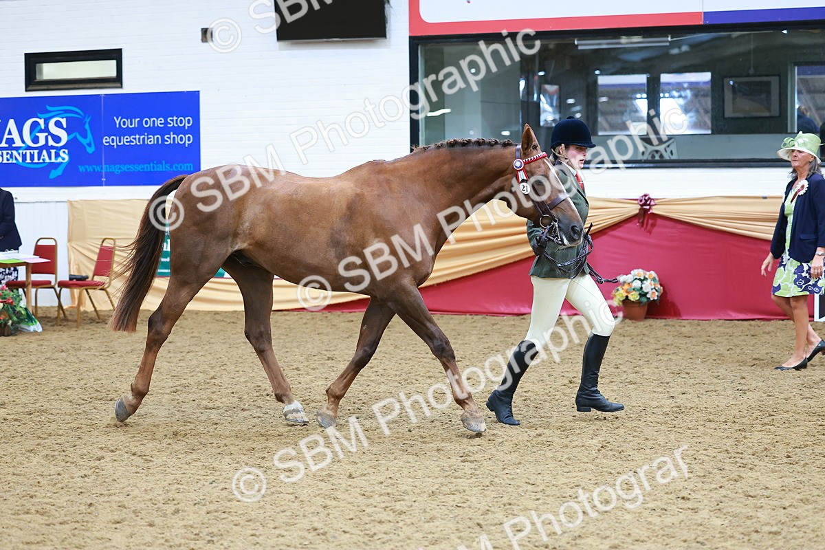 SBM_09812 - Class 102 - HOYS Veteran Qualifier - Ridden Veteran